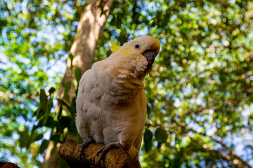 Closeup Cockatiel 