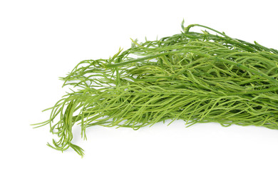 Climbing wattle,cha-om on white background