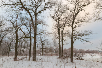 oak grove in winter. all in the snow