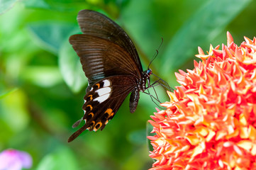 Butterflies_Papilionidae