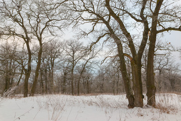 oak grove in winter. all in the snow