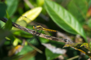 Yellow dragonfly