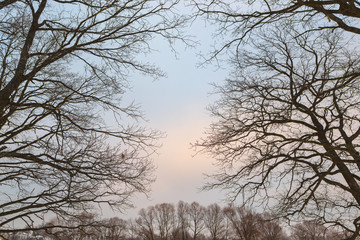 evening sky through the branches of trees