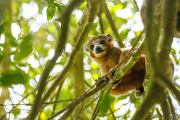 crowned lemur Ankarana National Park, Madagascar