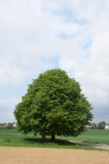 Fototapeta na wymiar Baum bei Großostheim