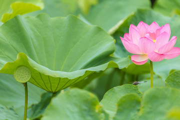 The Lotus Flower.Background is the lotus leaf. .