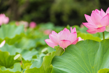 The Lotus Flower.Background is the lotus leaf and lotus flower and tree.