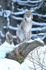 Euroasian lynx on a tree in the bavarian national park in eastern germany, european wild cats, animals in european forests, lynx lynx 