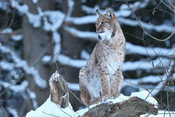 Euroasian lynx on a tree in the bavarian national park in eastern germany, european wild cats, animals in european forests, lynx lynx 