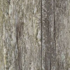 Fototapeta premium Closeup background of weathered lichen covered cedar fence post