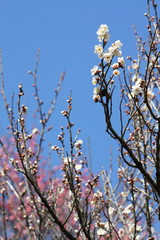 梅の花