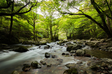 Obraz premium 新緑の小田深山渓谷（愛媛県喜多郡内子町）