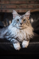 The Maine cat, taken indoors