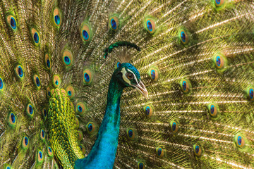 Obraz premium Wild peacocks, Ratchaburi, Thailand