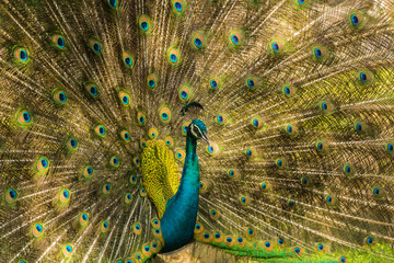 Fototapeta premium Wild peacocks, Ratchaburi, Thailand