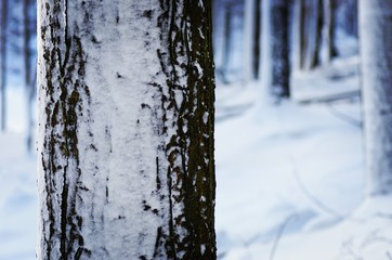 Fototapeta premium Snow covered tree texture during winter