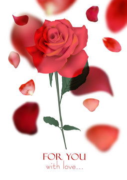 Valentine's Day greeting card with flying rose petals and red rose. Vector illustration