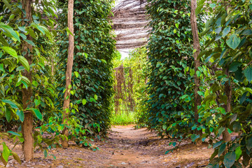 Black pepper plants on an organic pepper farm Kampot, Cambodia. On the plantation, wooden stakes...