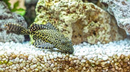熱帯魚