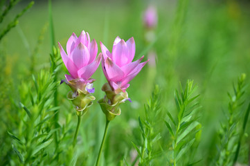 Violet Flower with a very soft green background