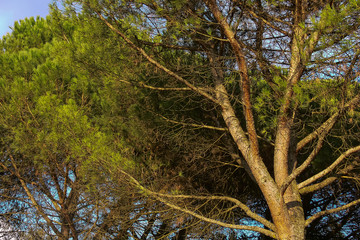 Pino domestico (Pinus pinea)