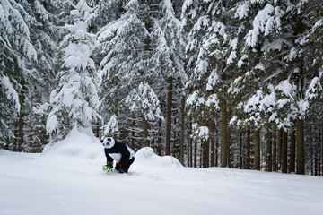 Pandas Futtersuche im Tiefschneewald