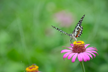 butterfly on flower in green meadows