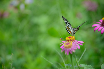 butterfly and bee on flower in green meadows