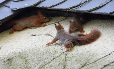 Junge Eichhörnchen an Hausfassade