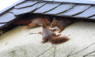Junge Eichhörnchen an Hausfassade