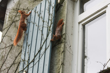 Eichhörnchen an Hausfassade