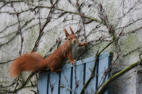 Eichh&ouml;rnchen an Hausfassade