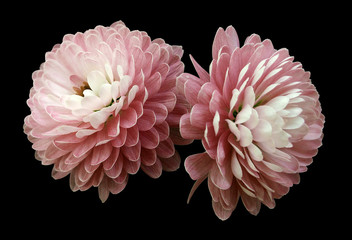 White-red  flowers  chrysanthemum on  black  isolated background with clipping path. Closeup. For...