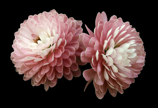 white-red  flowers  chrysanthemum.  black  isolated background with clipping path. Closeup no shadows. For design. Nature.