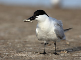 Gull-billed tern