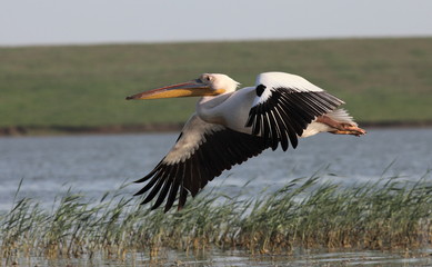 Great white pelican