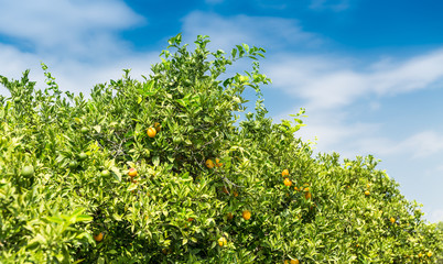 Fototapeta na wymiar Orange garden - Trees with ripe fruits