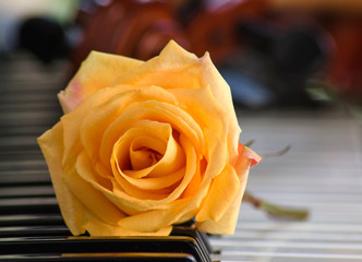 An orange rose on a piano keyboard 