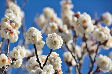 日本の白い八重咲きの梅の花が咲く