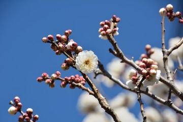 日本の白い八重咲きの梅の花が咲く