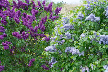 Obraz premium Flowering branch of lilac