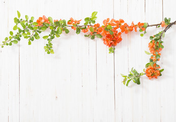 Fototapeta na wymiar red flowers on white wooden background