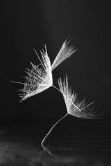 Dandelion seed with waterdrops on dark background