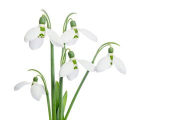 Bouquet of snowdrops