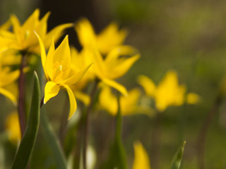 Fototapeta premium Żółty dziki tulipan (Bieberstein Tulipan) w swoim naturalnym środowisku