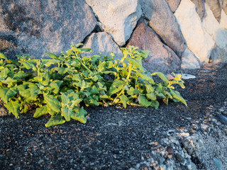 Plant grow up on stone.