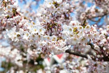 Blooming Cherry blossoms in Zhongshan Park in Spring, Qingdao, China. Every year Zhongshan park hosts the Cherry blossoms festival that attracts thousands of tourists