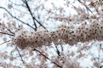 Blooming Cherry blossoms in Zhongshan Park in Spring, Qingdao, China. Every year Zhongshan park...