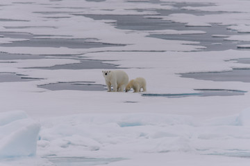 Polar bear (Ursus maritimus) cub on the pack ice