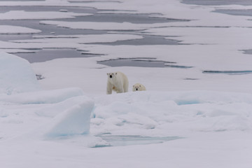 Obraz na płótnie Canvas Polar bear (Ursus maritimus) cub on the pack ice
